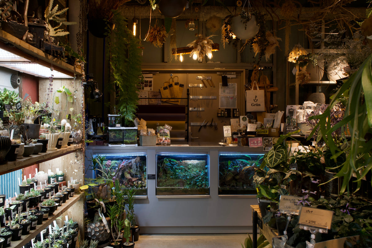Plants